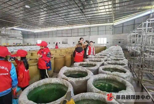 藤县萃香食品厂 畜牧渔业饲料的创新与责任