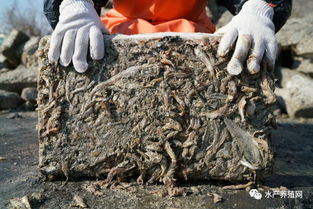 水产养殖扩张与渔业资源枯竭 近海困境与饲料销售的双重挑战