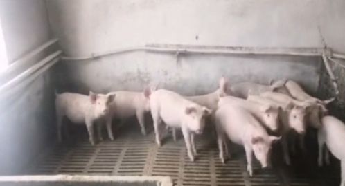 畜牧部门多措并举应对暴雪 备足饲料、强化防寒，保障畜牧渔业平稳运行