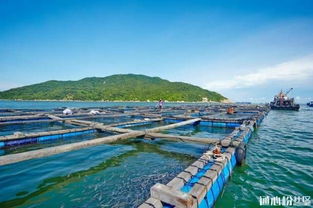 广东珠海发布水产养殖台风灾后恢复生产技术措施要点，助力畜牧渔业饲料销售与产业复苏