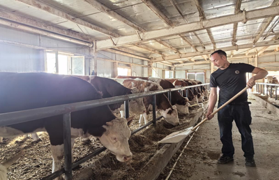 安晓军 驻村担当在托克逊铁提尔村，架起畜牧渔业饲料销售新桥梁