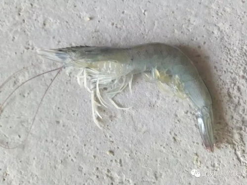 科技赋能现代渔业 南美白对虾纤毛虫病的综合防控与高效饲料销售策略