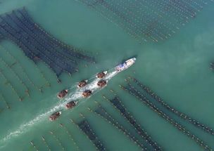 海洋蔬菜 畜牧渔业饲料领域的绿色新秀