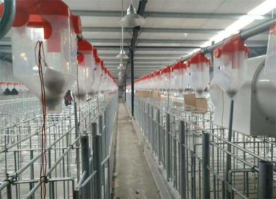 六盘水猪场全自动供料塞片料线 现代畜牧渔业的高效饲料解决方案