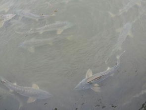 昆明市渔政局参加全国水产技术推广总站渔业主导品种和主推技术培训，为畜牧渔业饲料销售注入新动能